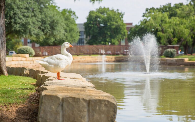 Photo of ĵֱ unofficial mascot, Gilbert the Goose, gazing majestically at the pond.